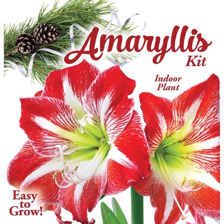 Degroot Amaryllis Gift Box Bulb Kit AY912A00